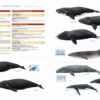 Illustrated Checklist of the Mammals of the World - 图片 12