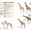 Illustrated Checklist of the Mammals of the World - 图片 20