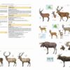 Illustrated Checklist of the Mammals of the World - 图片 15