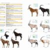 Illustrated Checklist of the Mammals of the World - 图片 14