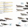 Illustrated Checklist of the Mammals of the World - 图片 21