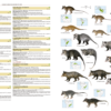 Illustrated Checklist of the Mammals of the World - 图片 7