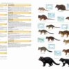 Illustrated Checklist of the Mammals of the World - 图片 16