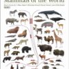Illustrated Checklist of the Mammals of the World - 图片 4