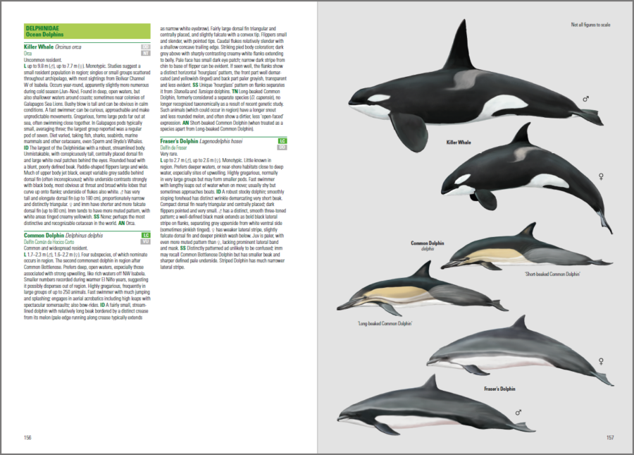 ocells i mamífers de les Galàpagos; llibre d'ornitologia; guia de camp dels ocells; guies d'ocells; llibre d'identificació d'ocells