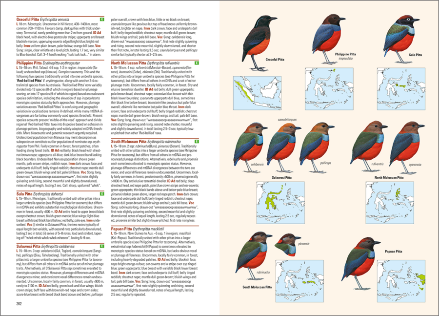 aves del archipiélago indonesio; aves de Indonesia; guías de aves; guía de campo de las aves