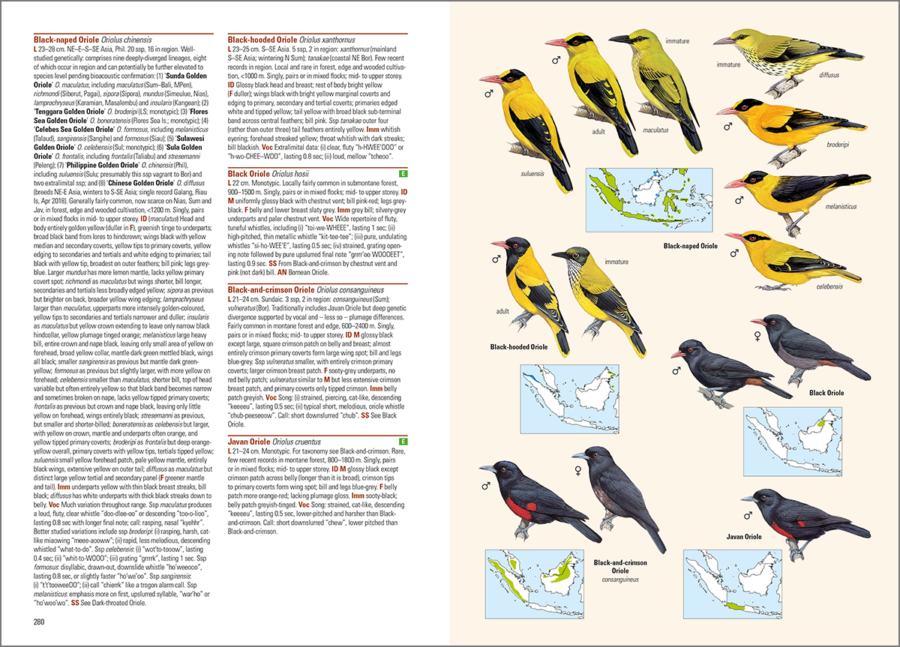 aves del archipiélago indonesio; aves de Indonesia; guías de aves; guía de campo de las aves