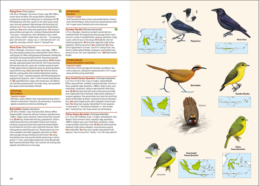 aves del archipiélago indonesio; aves de Indonesia; guías de aves; guía de campo de las aves