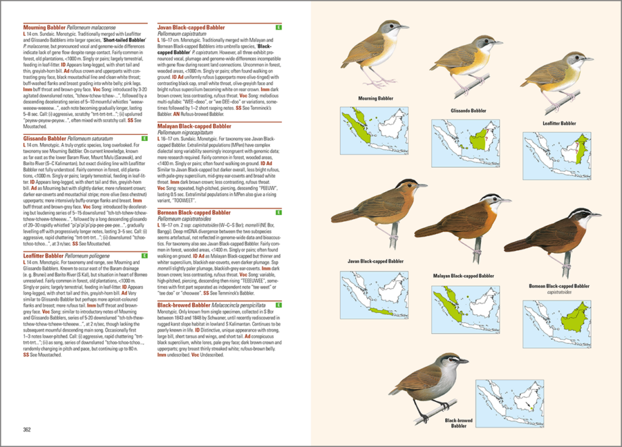 aves del archipiélago indonesio; aves de Indonesia; guías de aves; guía de campo de las aves