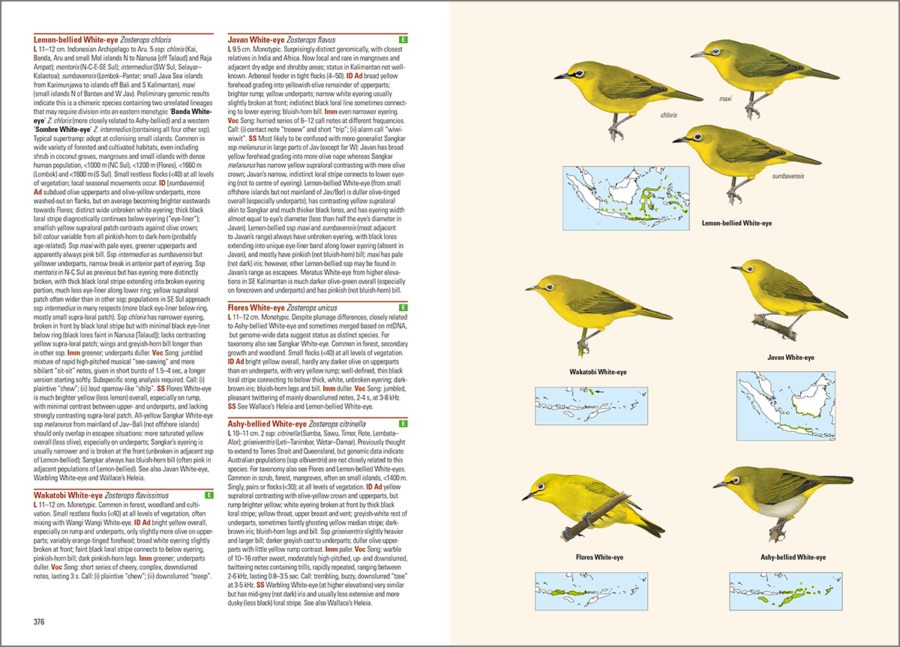 aves del archipiélago indonesio; aves de Indonesia; guías de aves; guía de campo de las aves