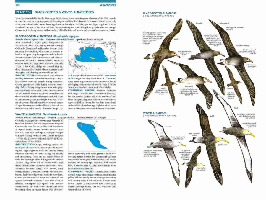 Ocells marins