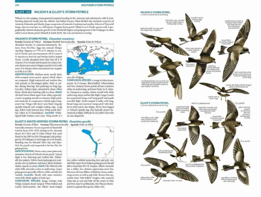 Ocells marins