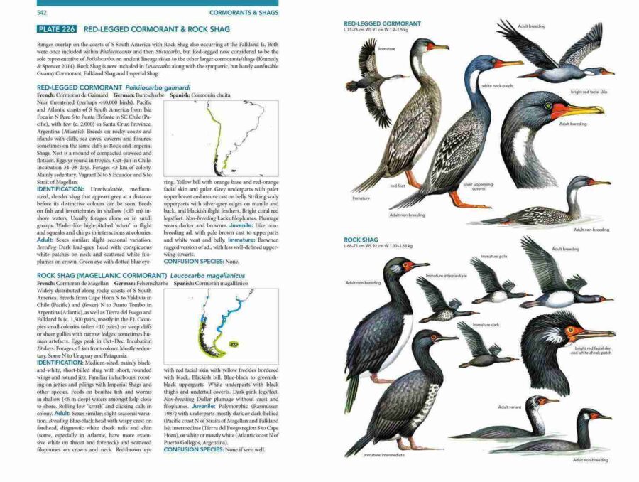 Ocells marins