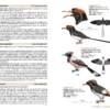 Birds of the Mesozoic - 图片 5