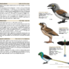 Birds of the Mesozoic - 图片 6