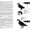 Birds of the Mesozoic - 图片 7