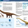 Récords y curiosidades de los dinosaurios - Imatge 2