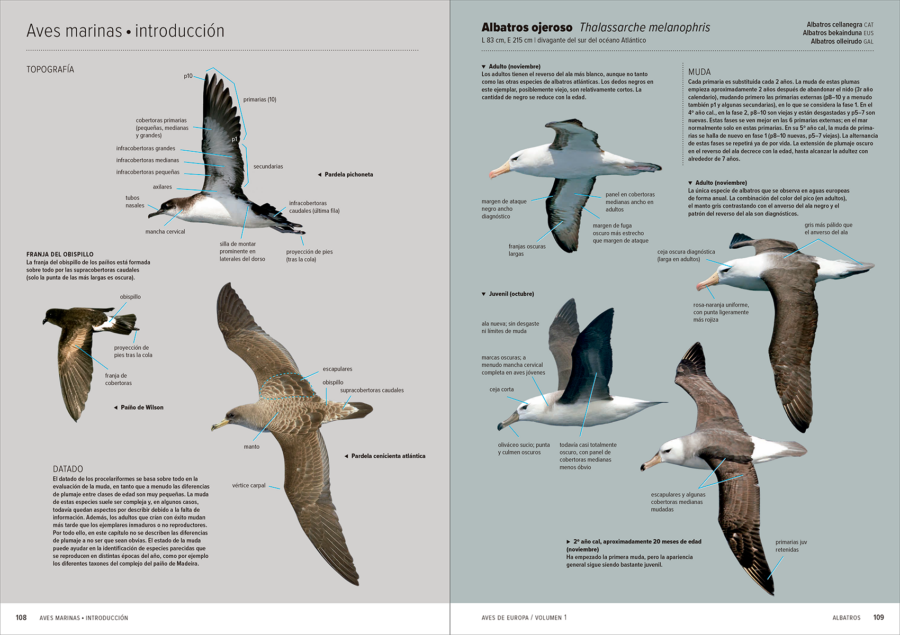 Aves d'Europa – Identificació de totes les espècies i plomes | Llibres de natura Lynx