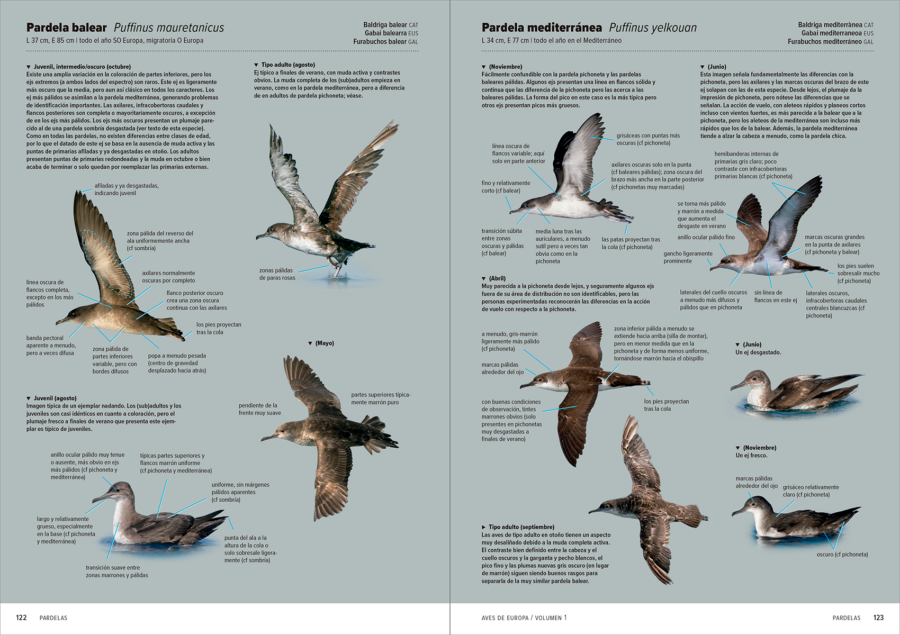 Aves de Europa – Identificación de todas las especies y plumajes | Lynx Nature Books