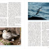 Seabirds Count Lynx Nature Books