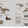 Aves de Europa - Identificación de todas las especies y plumajes - Imatge 4
