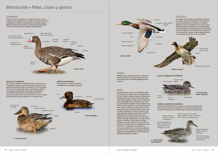 Aves de Europa - Identificación de todas las especies y plumajes - Imatge 4