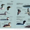Aves de Europa - Identificación de todas las especies y plumajes - Imatge 5