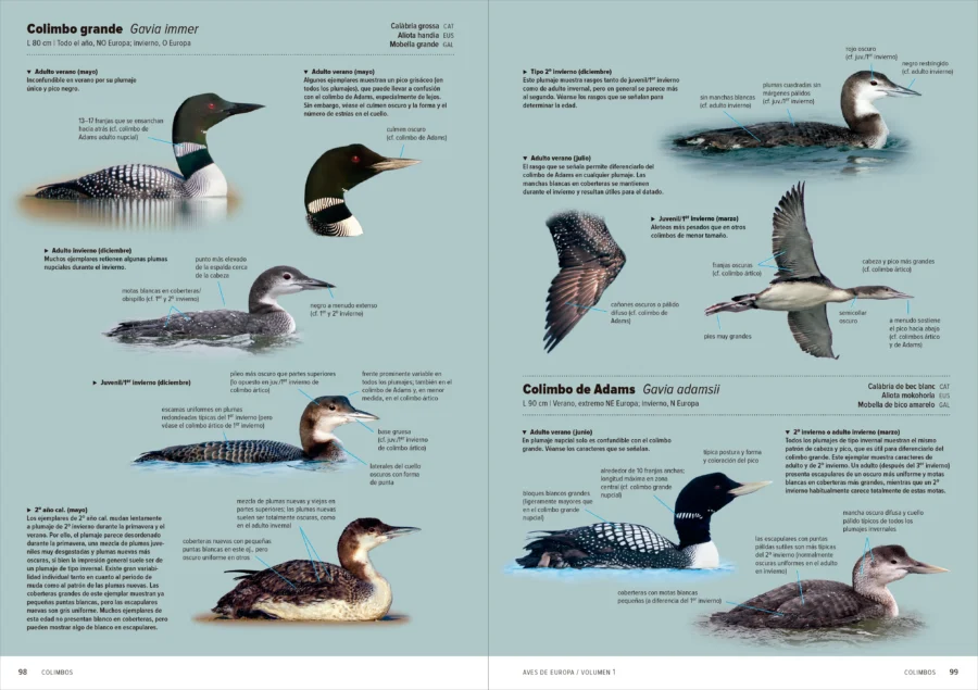 Aves de Europa - Identificación de todas las especies y plumajes - Imatge 5