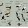 Aves de Europa - Identificación de todas las especies y plumajes - Imatge 6