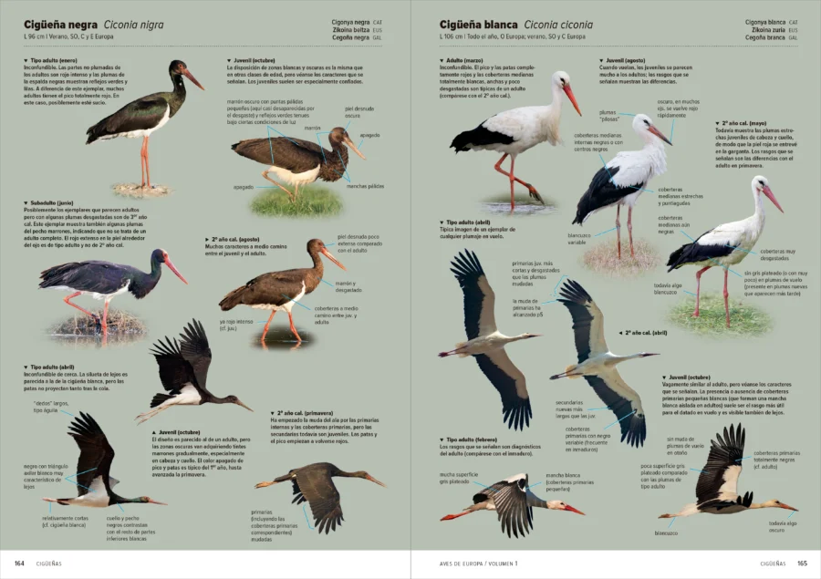 Aves de Europa - Identificación de todas las especies y plumajes - Imatge 6