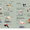 Aves de Europa - Identificación de todas las especies y plumajes - Imatge 7