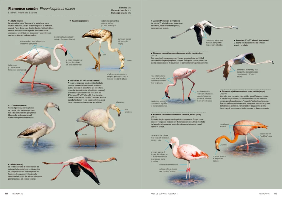 Aves de Europa - Identificación de todas las especies y plumajes - Imatge 7