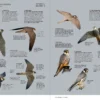 Aves de Europa - Identificación de todas las especies y plumajes - Imatge 8