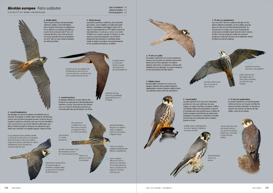 Aves de Europa - Identificación de todas las especies y plumajes - Imatge 8