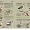 Aves de Europa - Identificación de todas las especies y plumajes - Imatge 9