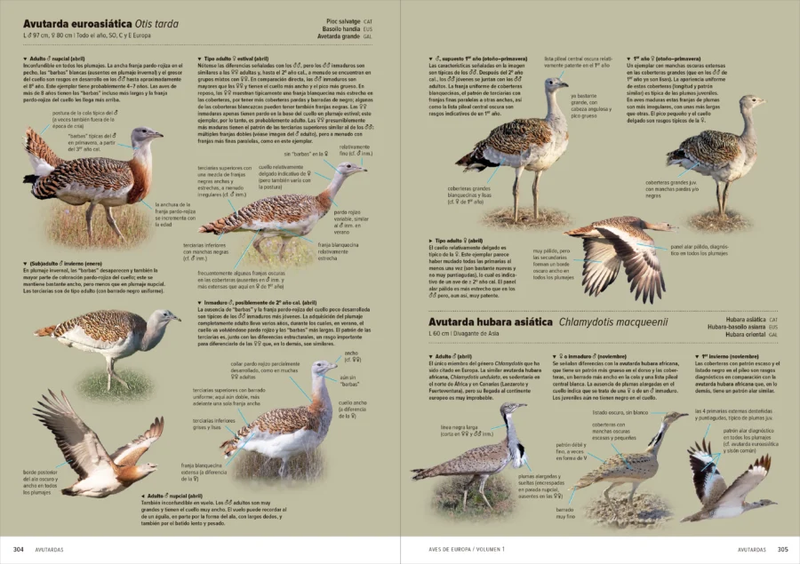 Aves de Europa - Identificación de todas las especies y plumajes - Imatge 9