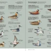 Aves de Europa - Identificación de todas las especies y plumajes - Imatge 10