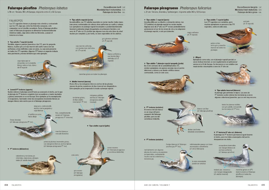 Aves de Europa - Identificación de todas las especies y plumajes - Imatge 10