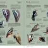 Aves de Europa - Identificación de todas las especies y plumajes - Imatge 11