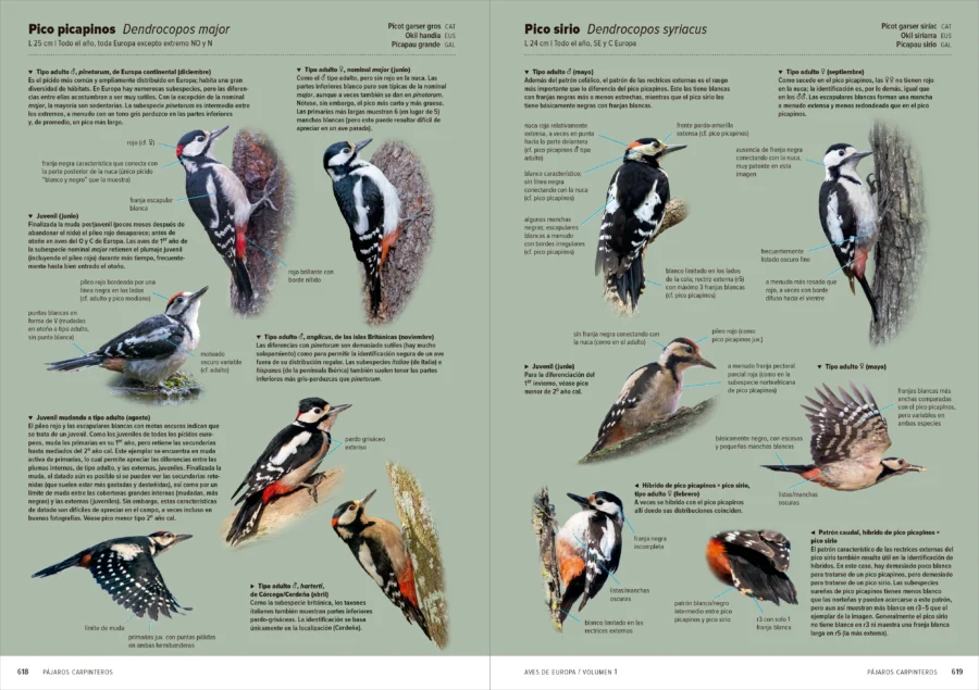 Aves de Europa - Identificación de todas las especies y plumajes - Imatge 11