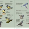 Aves de Europa - Identificación de todas las especies y plumajes - Imatge 12