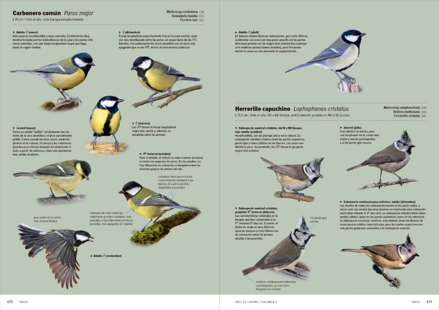 Aves de Europa - Identificación de todas las especies y plumajes - Imatge 12