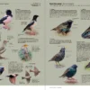 Aves de Europa - Identificación de todas las especies y plumajes - Imatge 13