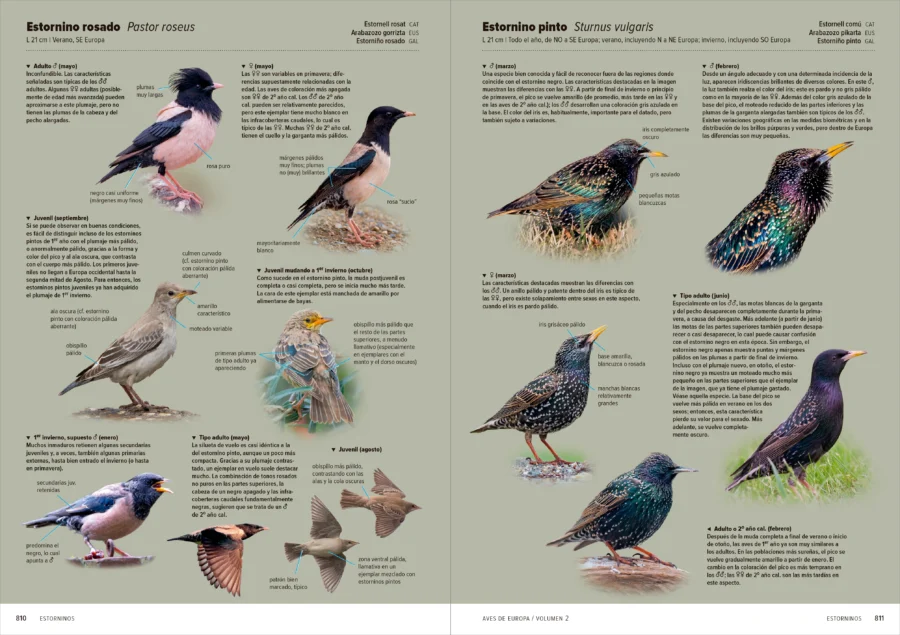 Aves de Europa - Identificación de todas las especies y plumajes - Imatge 13