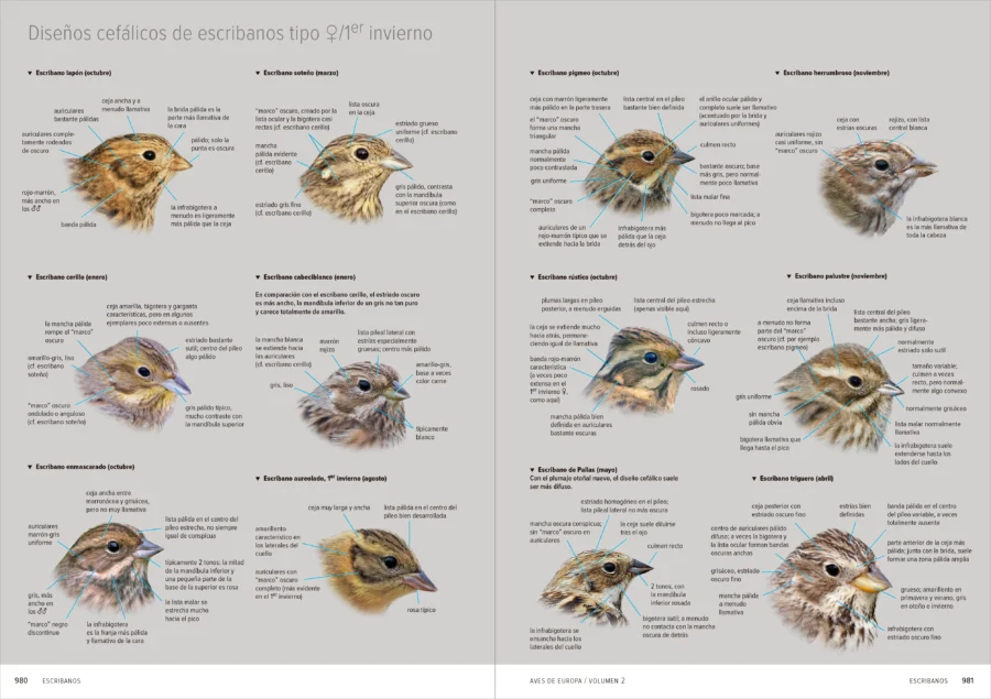 Aves de Europa - Identificación de todas las especies y plumajes - Imatge 14