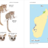 Lemurs of Madagascar - Imatge 4