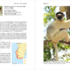 Lemurs of Madagascar - Imatge 7