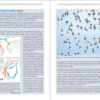 The East Atlantic Flyway of Coastal Birds | Peter Prokosch | Lynx Nature Books