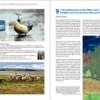 The East Atlantic Flyway of Coastal Birds | Peter Prokosch | Lynx Nature Books