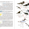 Aves de España | nueva edición | Eduardo de Juana y Juan Varela | Lynx Nature Books